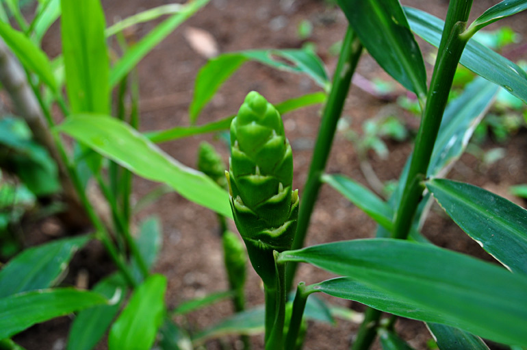 Gừng