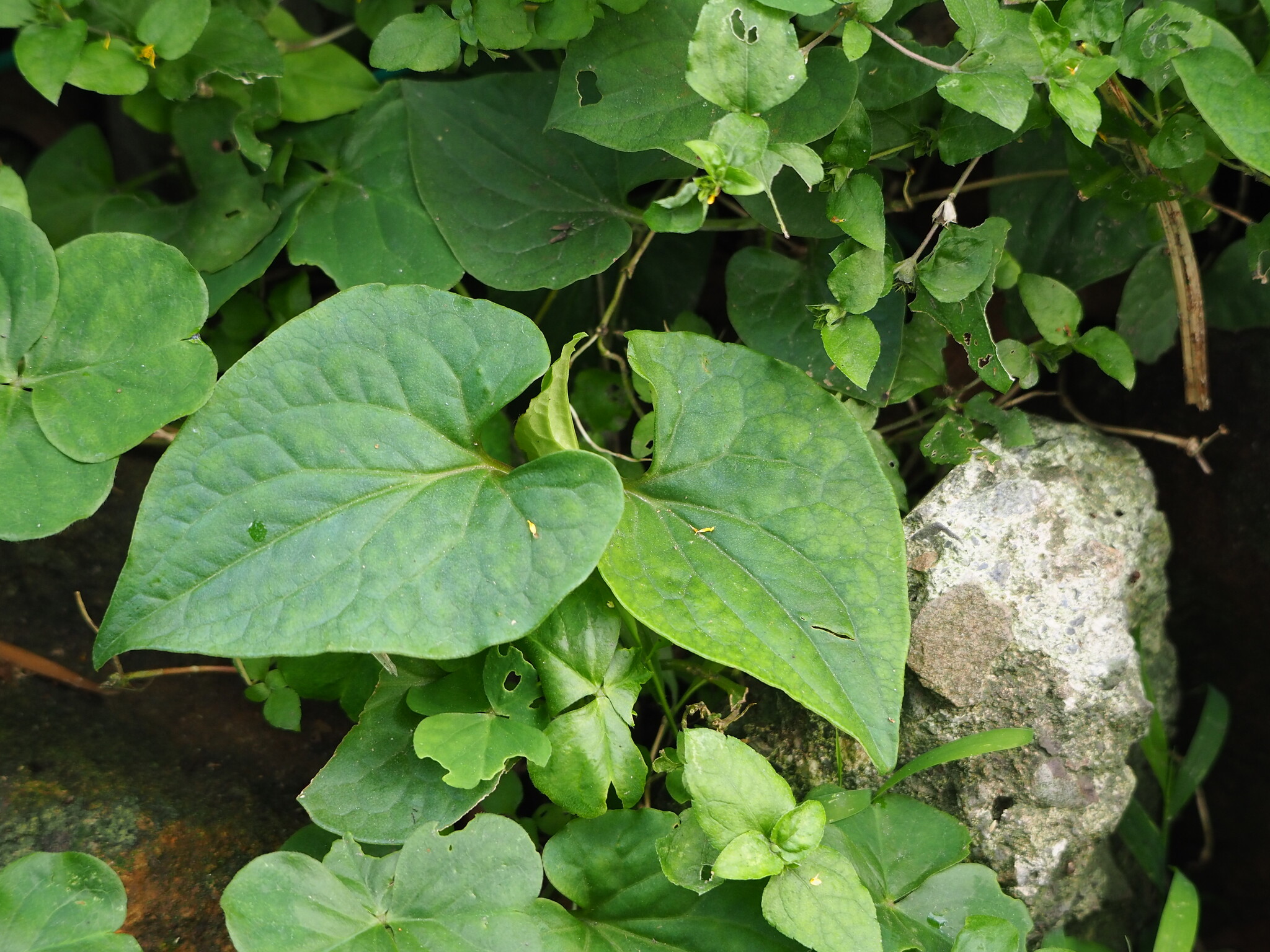 Rau diếp cá