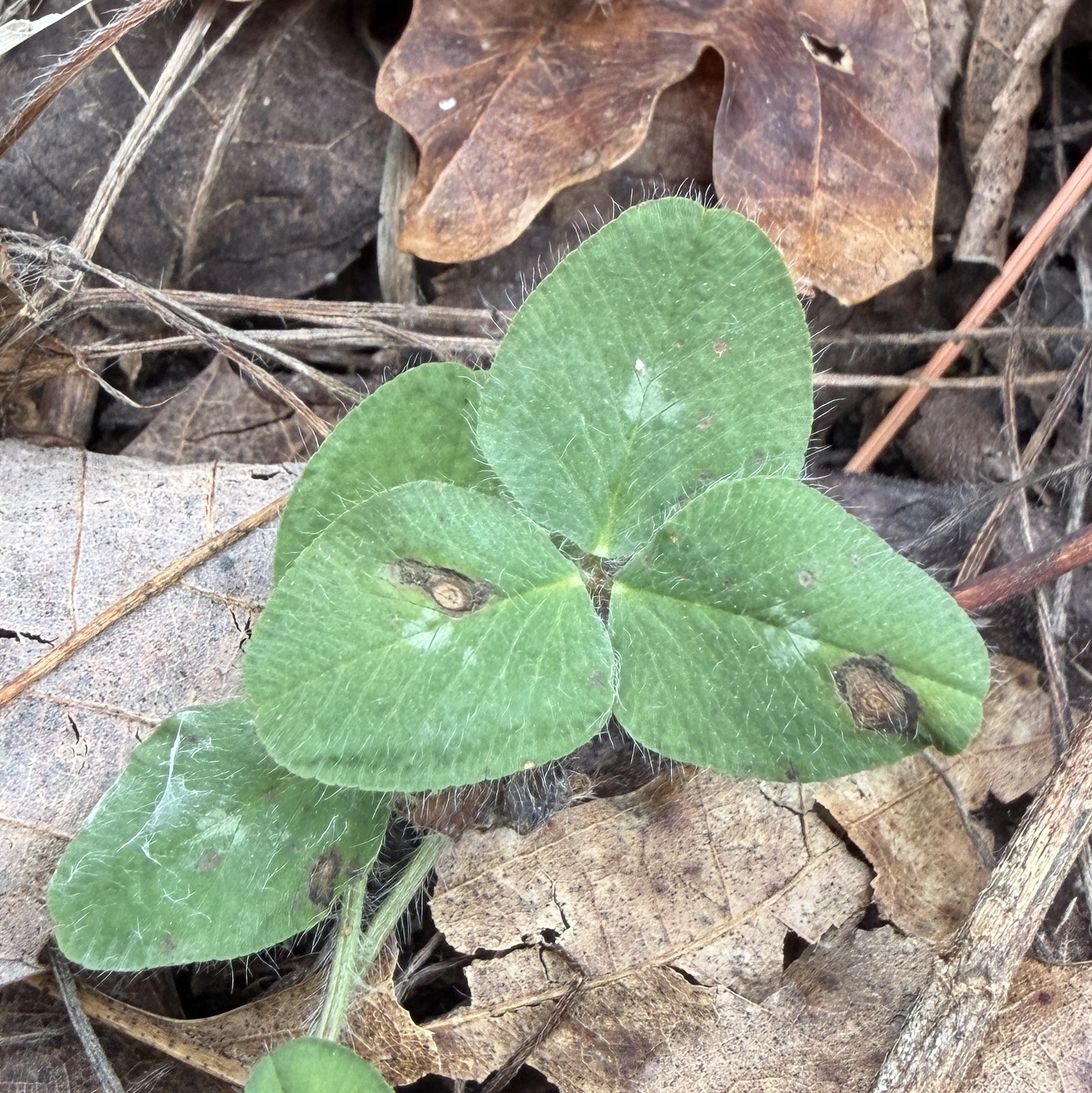 Red Clover