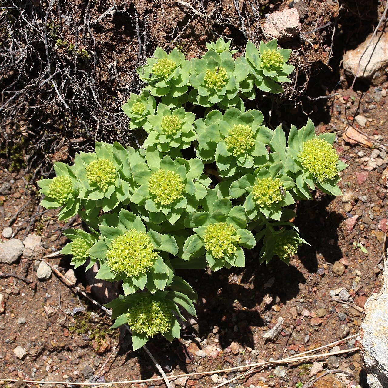 Rhodiola