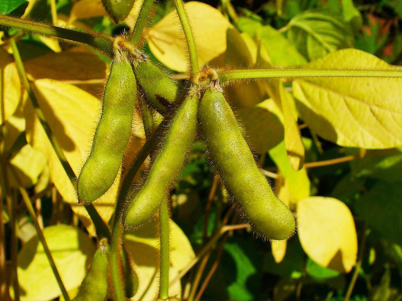 Soy