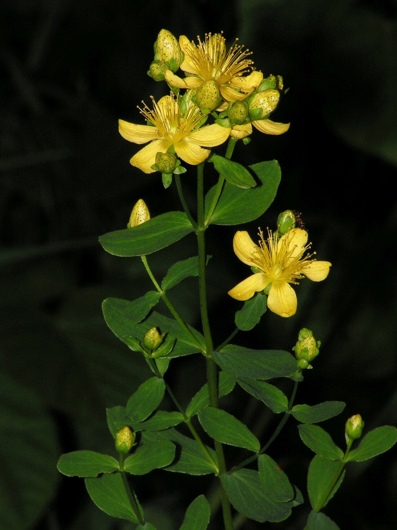 St. John’s Wort