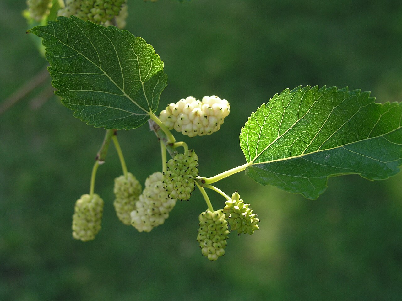 White Mulberry Leaf